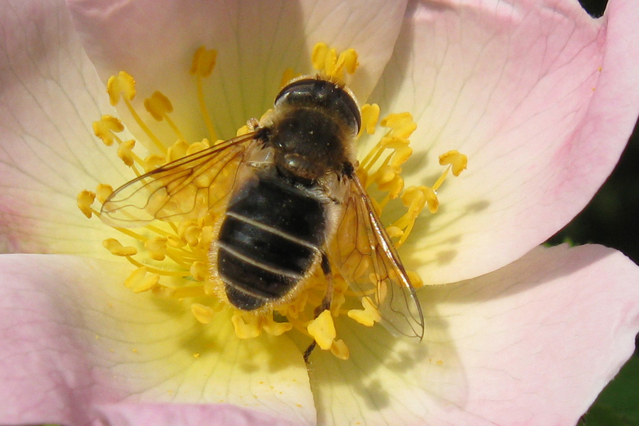 Eristalis cf . picea(Syrphidae)